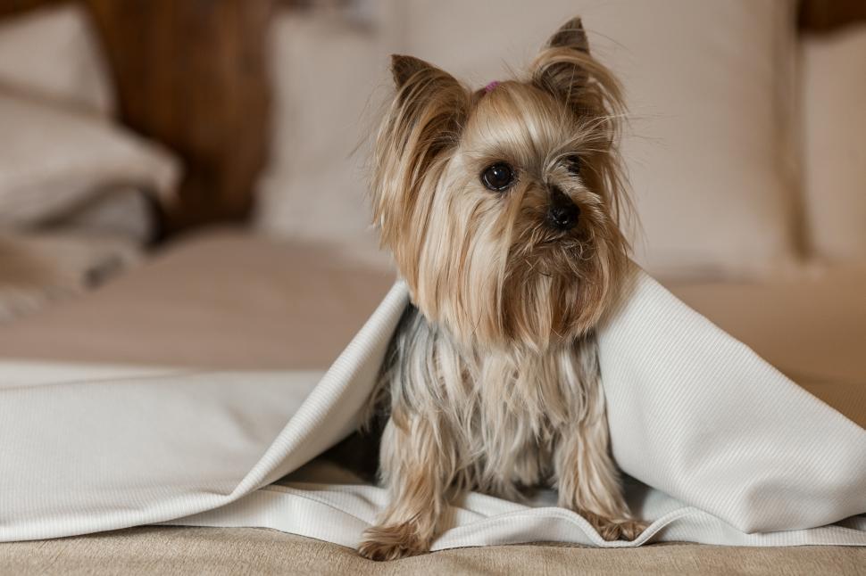 Free Image of Funny dog sitting on bed 