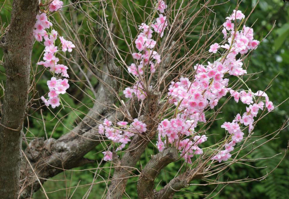 Free Image of Blossom tree  