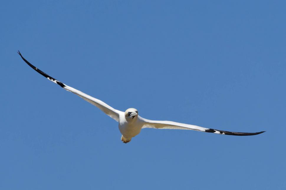 Free Image of Northern Gannet flying 