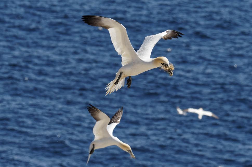 Free Image of Northern Gannet 