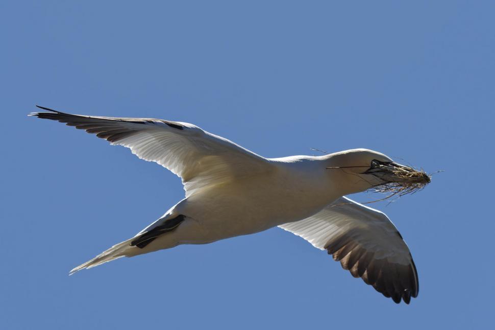 Free Image of Northern Gannet with grass 
