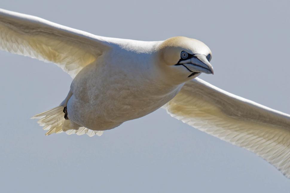 Free Image of Northern Gannet close-up 