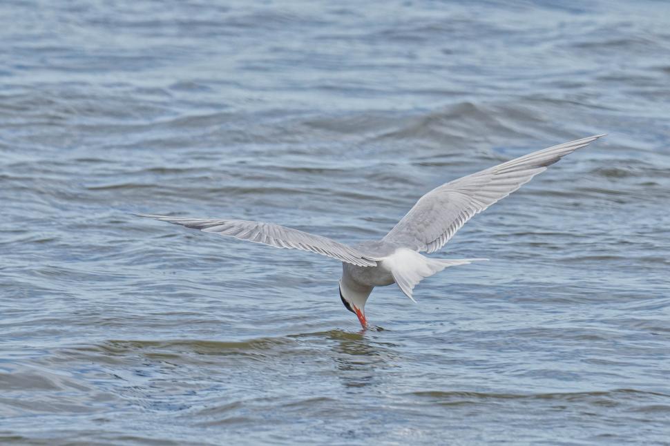 Download Free Stock Photo of Common tern over the ocean 
