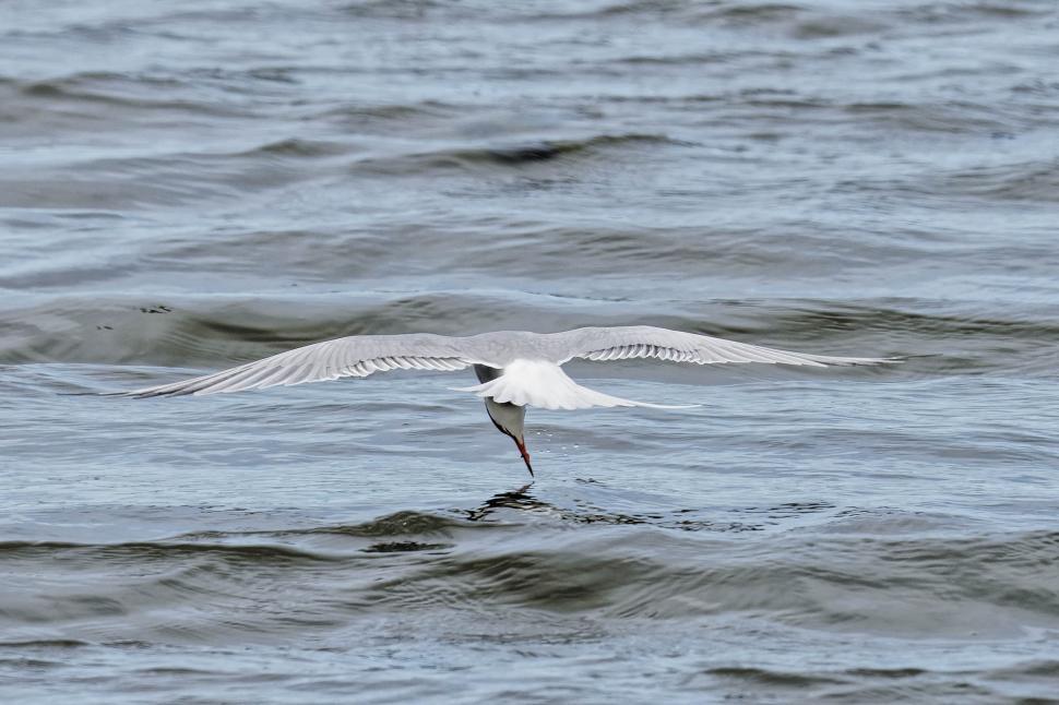 Download Free Stock Photo of Common tern 