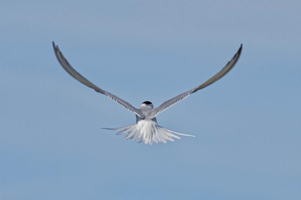 Download Free Stock Photo of Beautiful common tern 