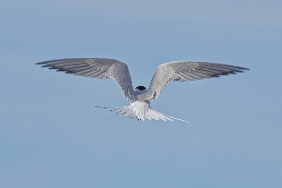 Download Free Stock Photo of Common tern in flight 