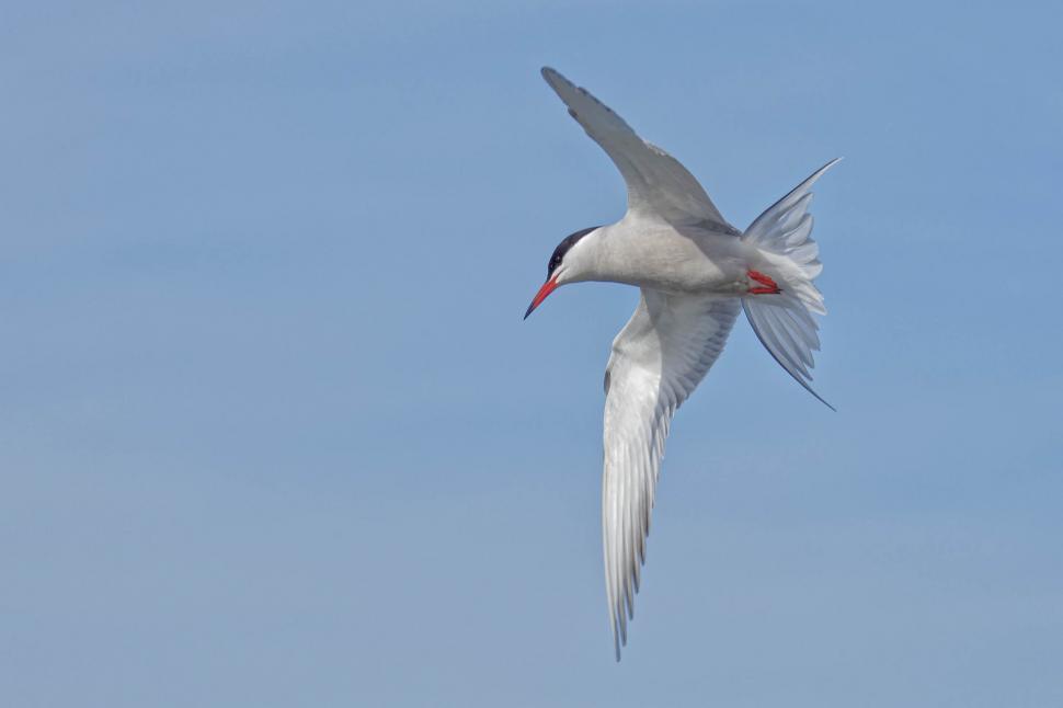 Download Free Stock Photo of Common tern flying 