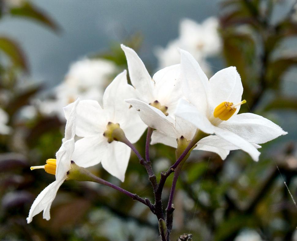 Free Image of Small white flowers 