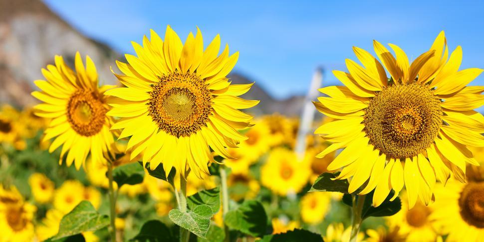 Free Image of A sunflower blooming in the morning sun 