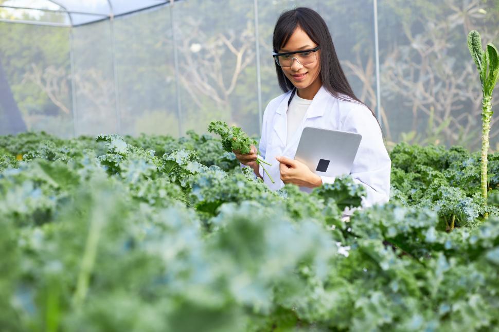 Free Image of The female botanist, geneticist, or scientist studying crops in a greenhouse 