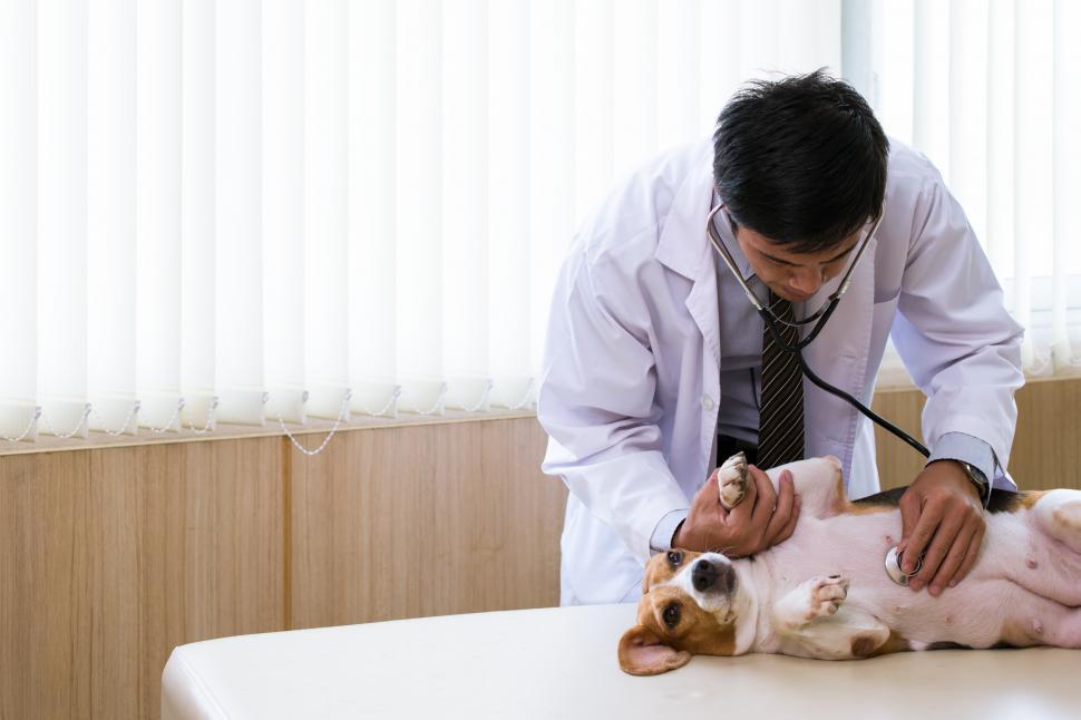 Download Free Stock Photo of Veterinarian and the dog in the examination room. 