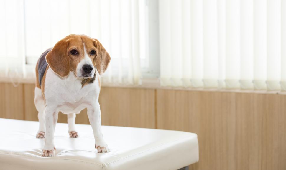 Download Free Stock Photo of Beagle dog in the animal hospital examination room. 