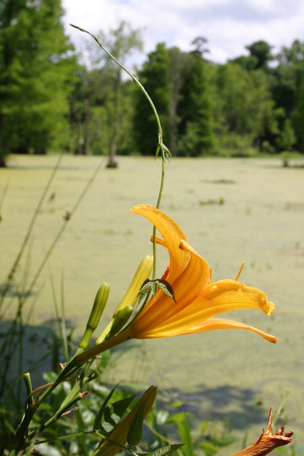 Free Image of Lily in swamp 
