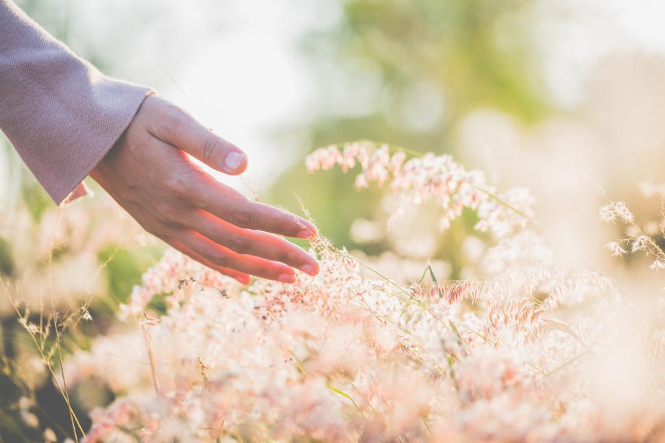 Free Image of Close up hands of a young woman above a field of flowers 