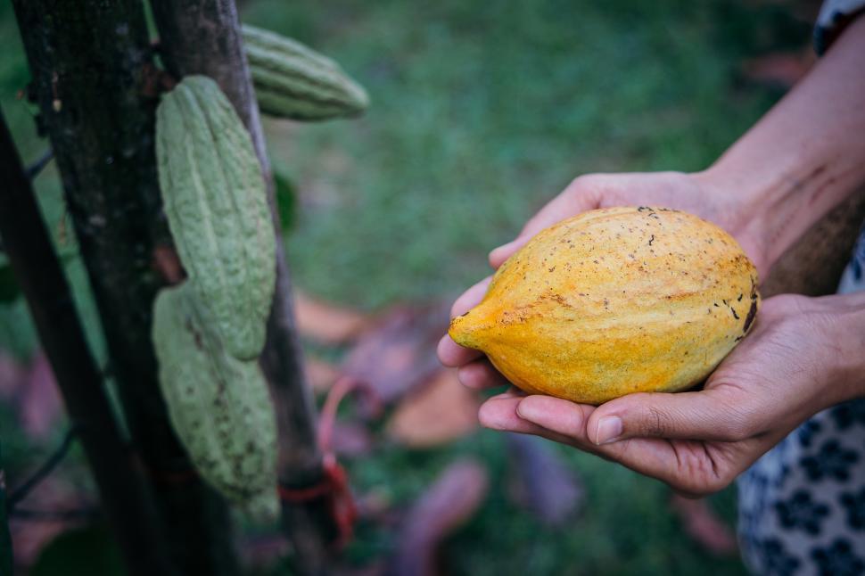 Free Image of Cocoa tree Theobroma cacao. Close up Fruit on a growing tree. 