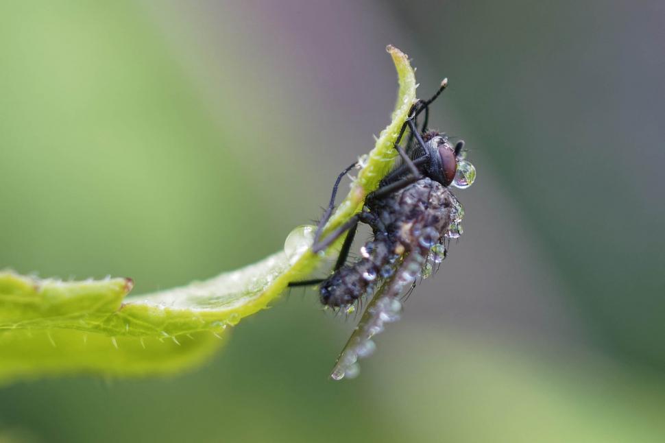 Free Image of Fly covered with water droplets 