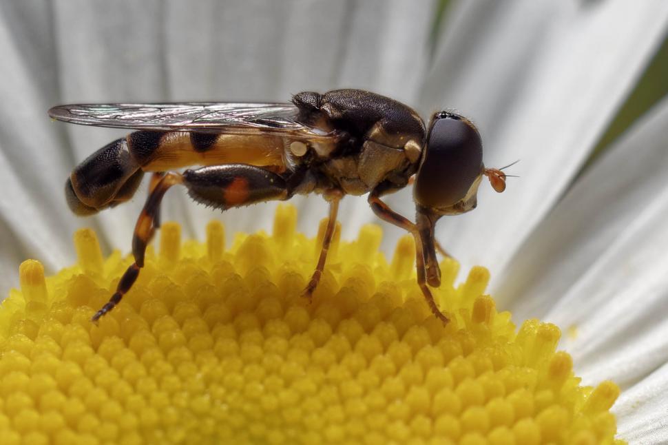 Free Image of Hoverfly 