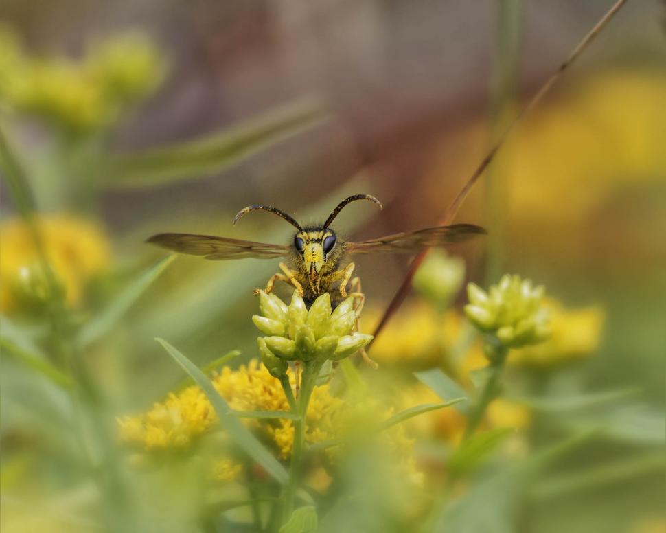 Free Image of Yellowjacket on a flower 