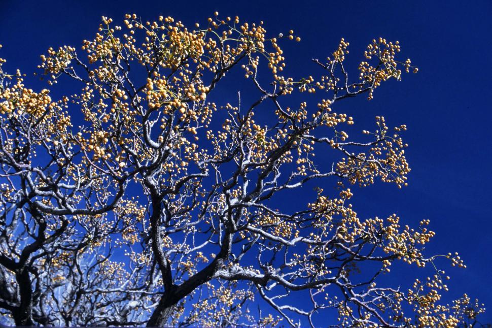 Free Image of Chinaberry Tree 