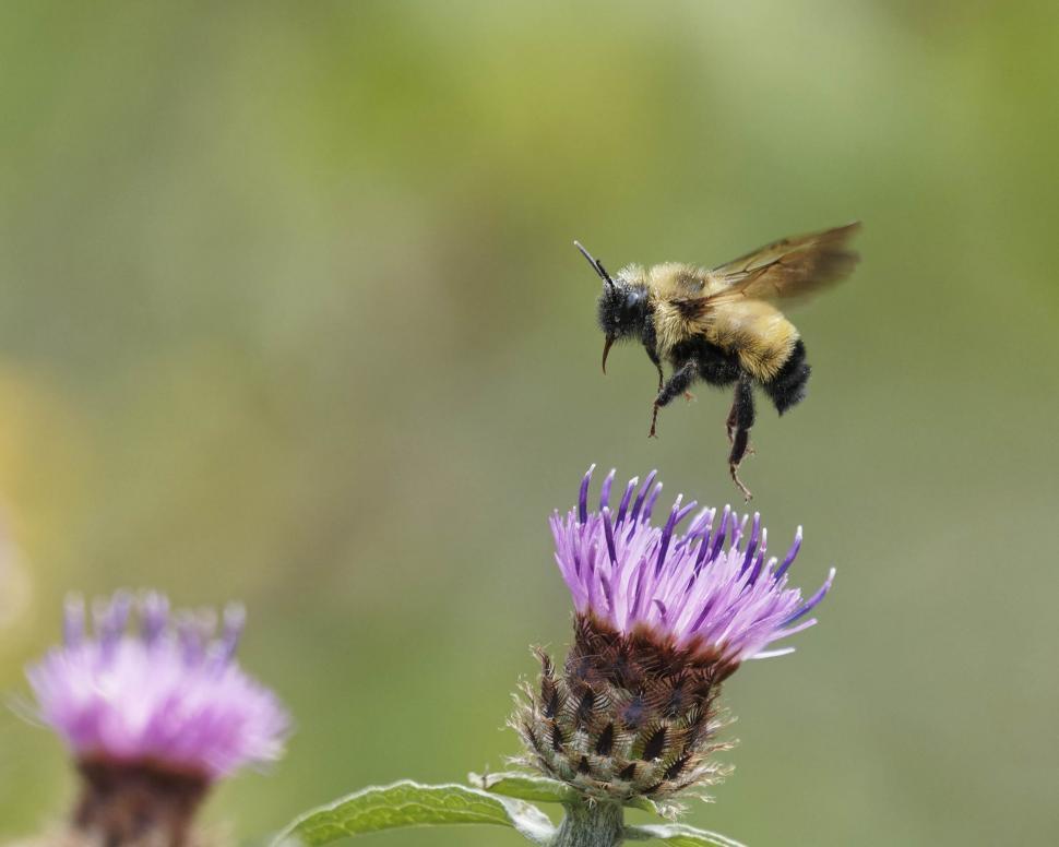 Free Image of Bumblebee in flight 