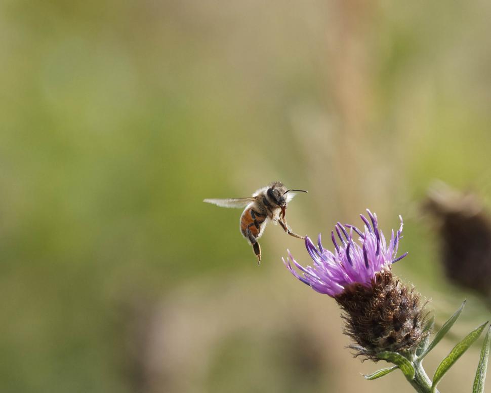 Free Image of Flying honeybee 