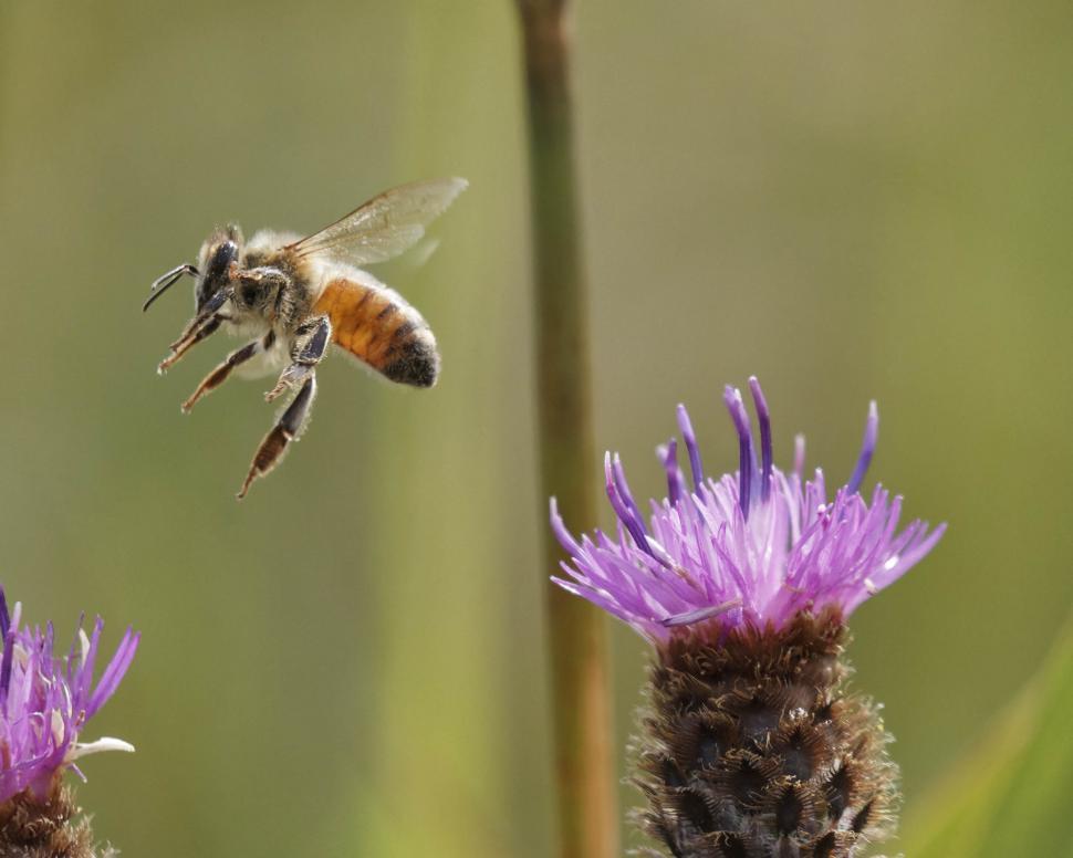 Free Image of Honeybee in flight 