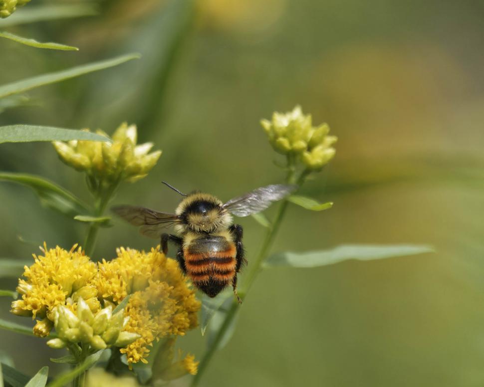 Free Image of Tricolored bee flying 