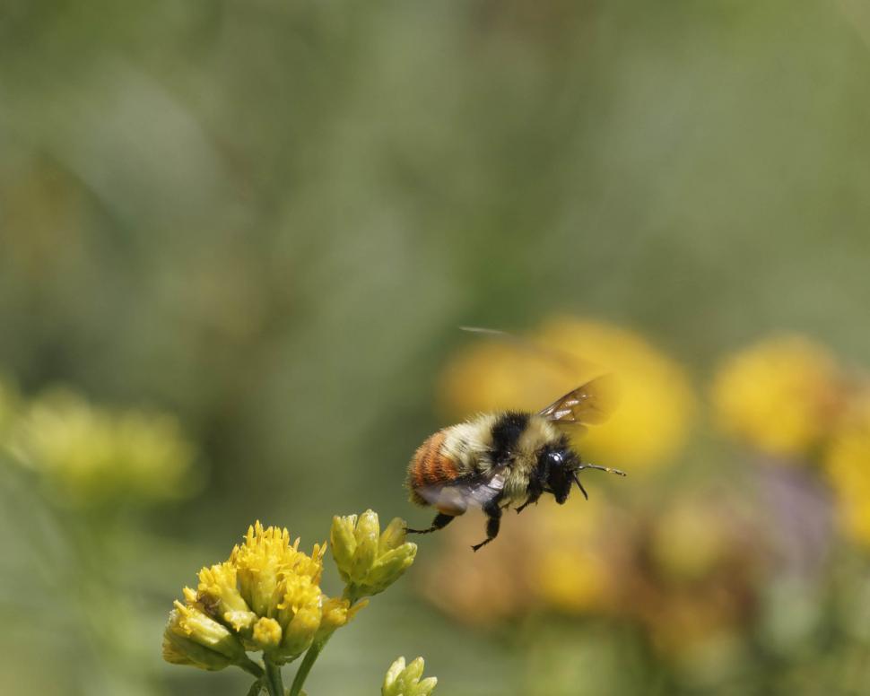 Free Image of Tricolored bee 
