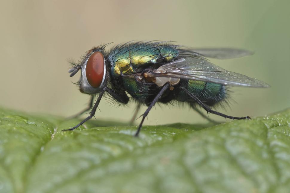 Free Image of Green Bottle Fly 