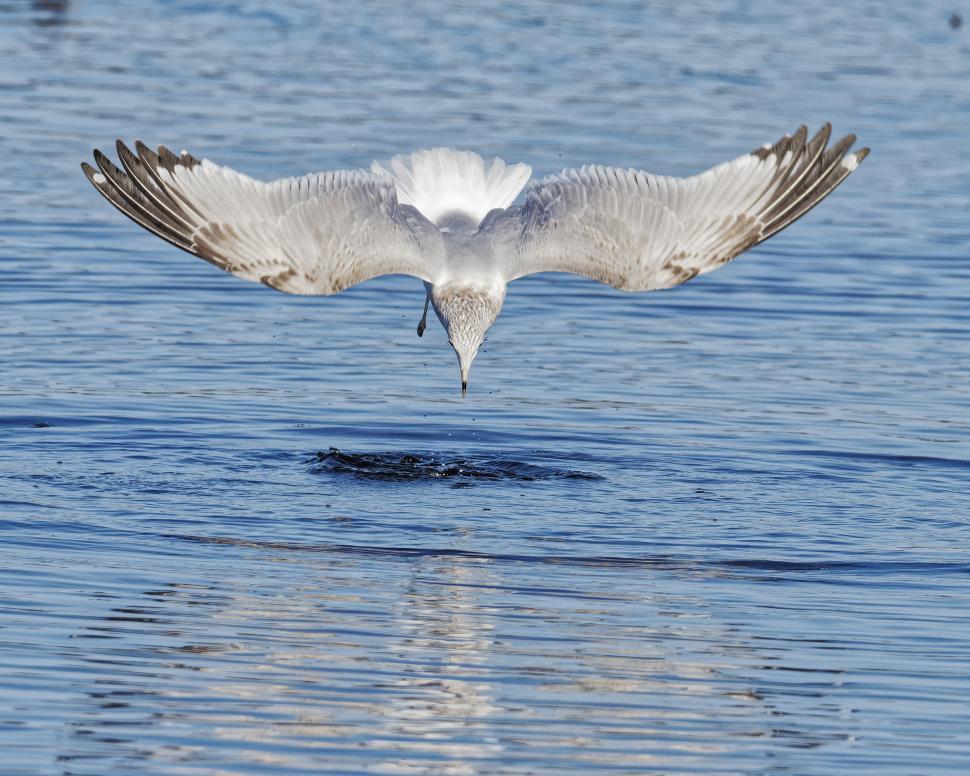 Free Image of Ring-billed seagull 