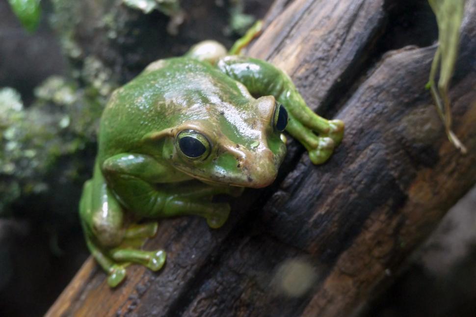 Free Image of Tree Frog  