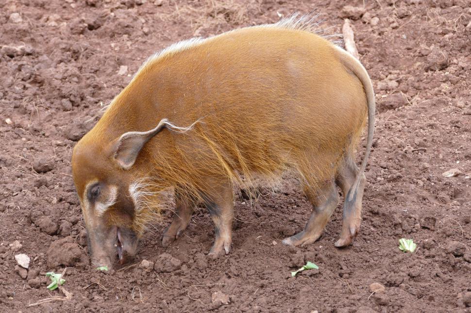 Free Image of Red River Hog  