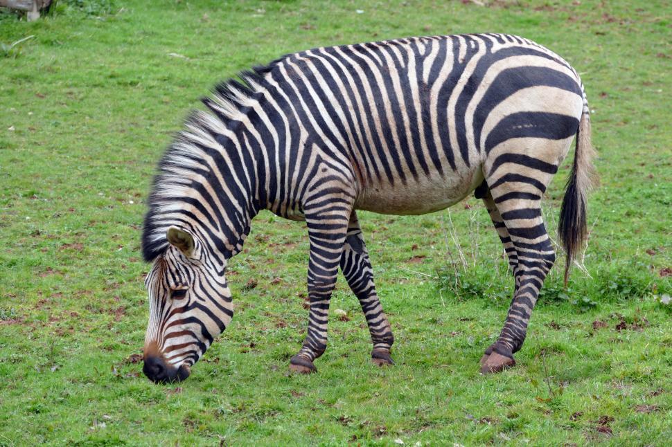 Free Image of Zebra  