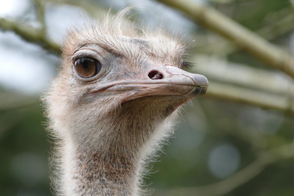 Free Image of Ostrich  