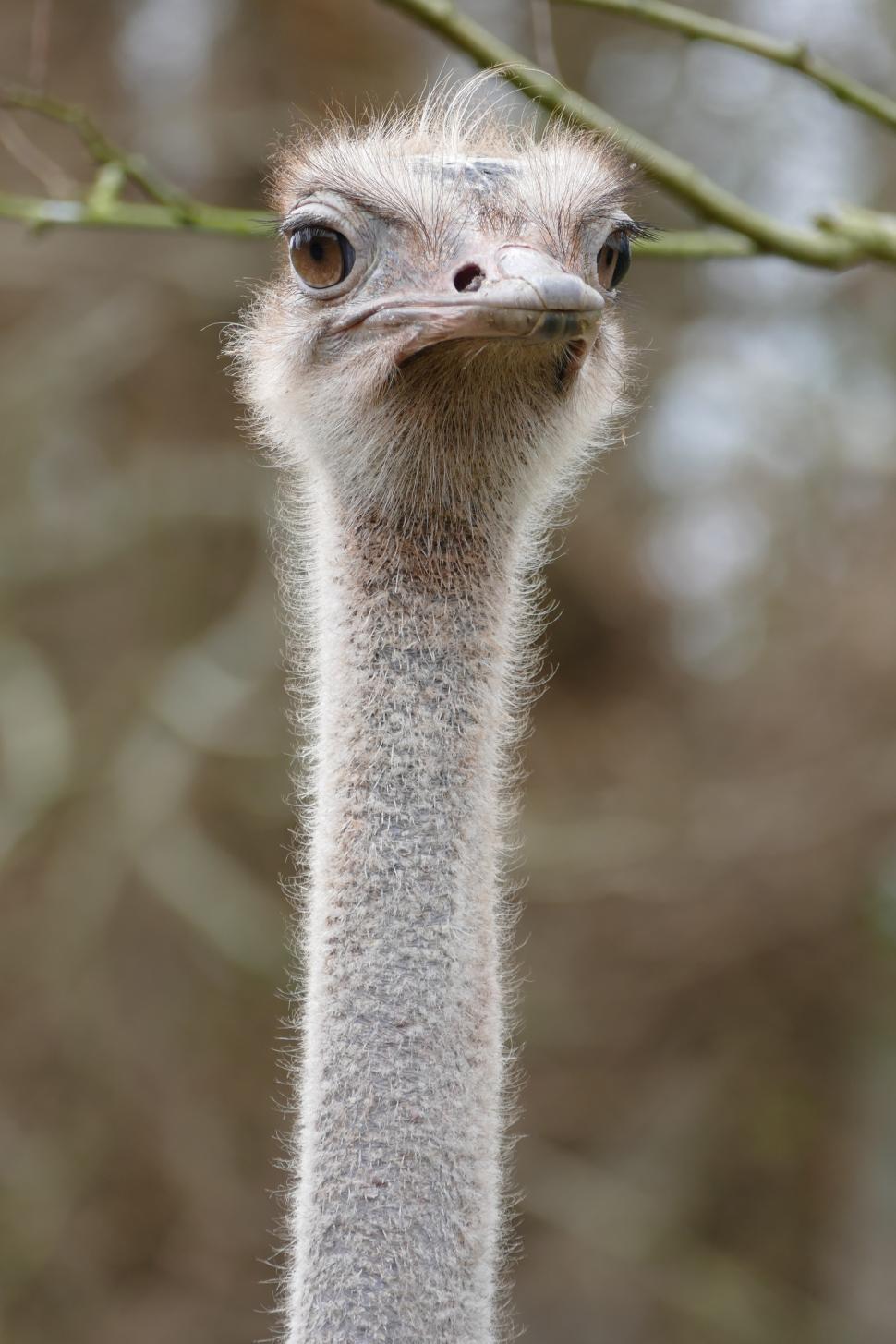 Free Image of Ostrich Portrait 