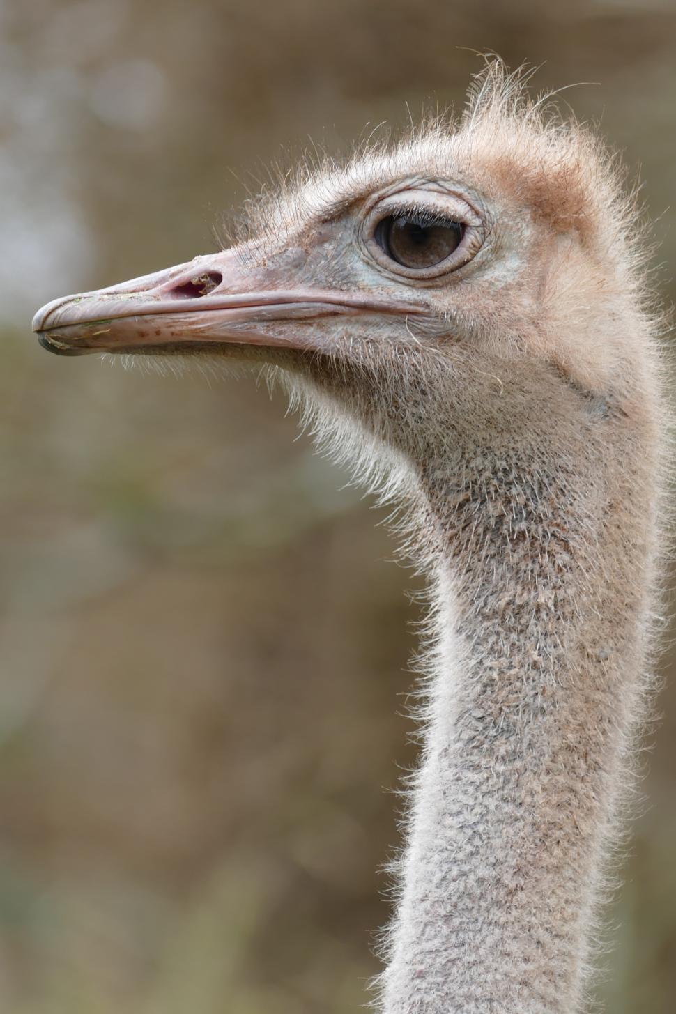 Free Image of Ostrich in Profile 