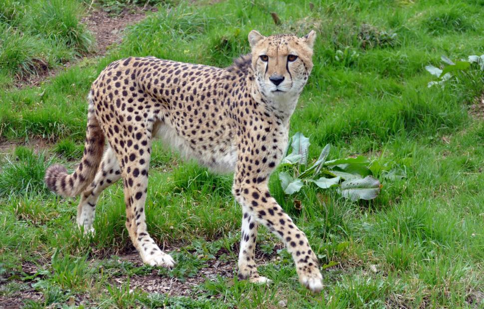 Free Image of Cheetah  