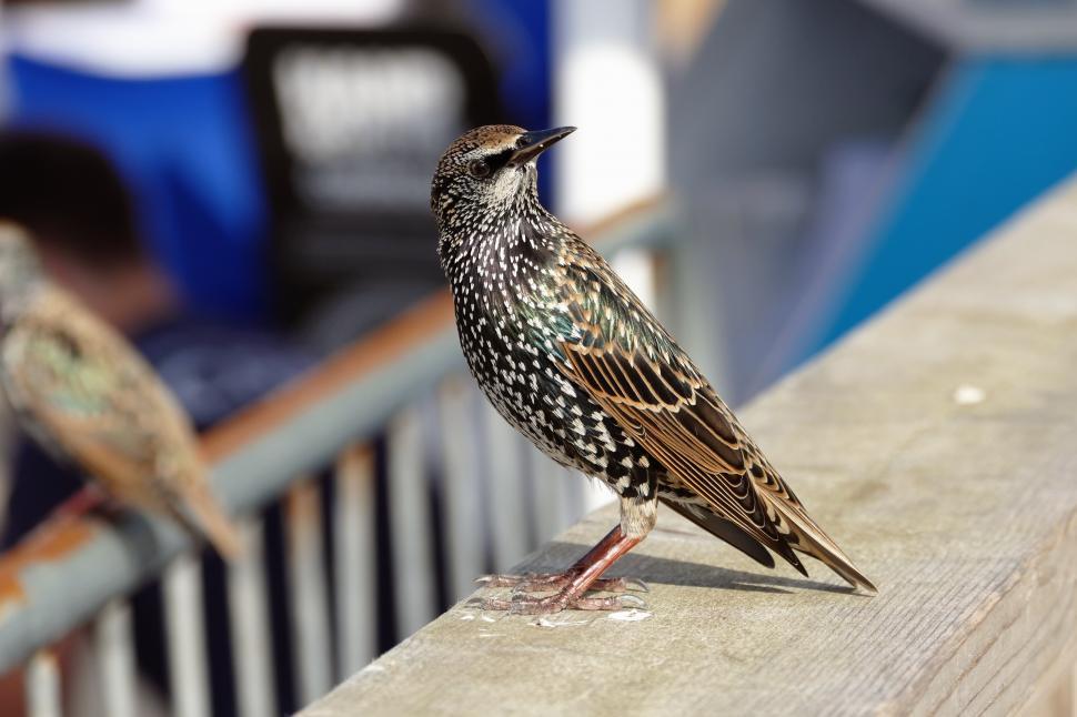 Free Image of Starling  