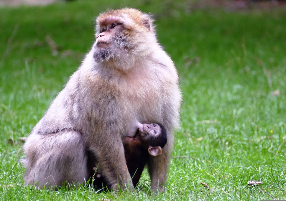 Free Image of Barbary Macaque & Baby  