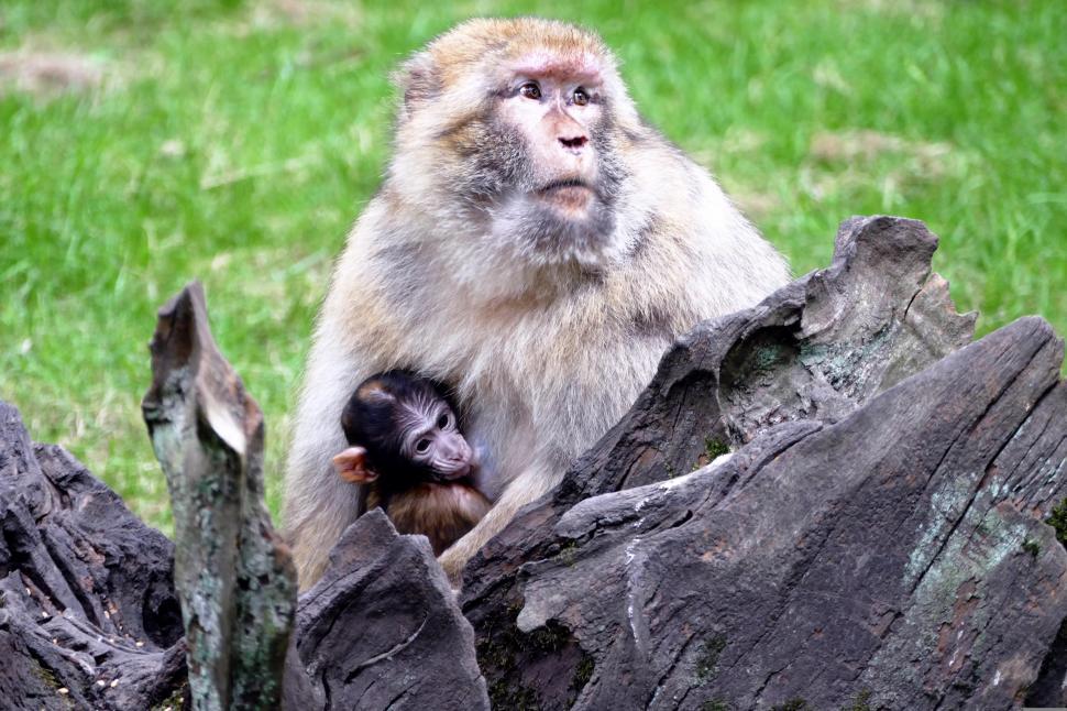 Free Image of Barbary Macaque & Baby  