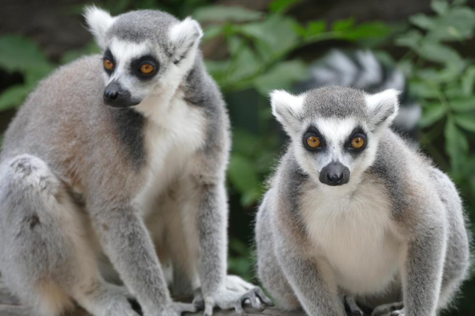 Free Image of Ring-tailed Lemurs 