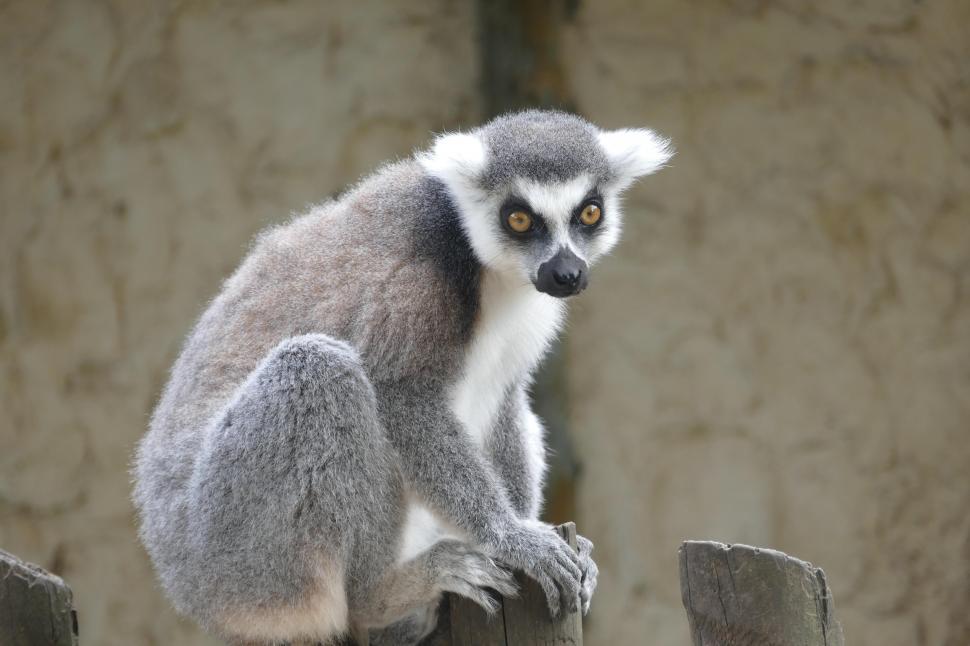 Free Image of Ring-tailed Lemur  