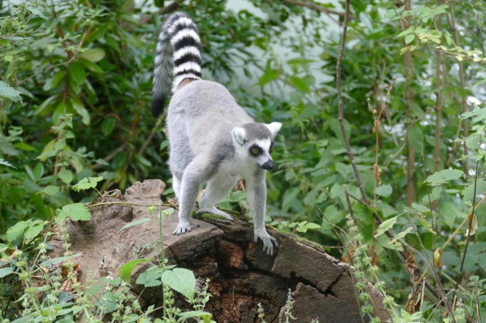 Free Image of Ring-tailed Lemur  