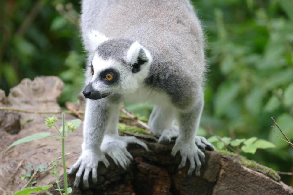 Free Image of Ring-tailed Lemur Close Up 