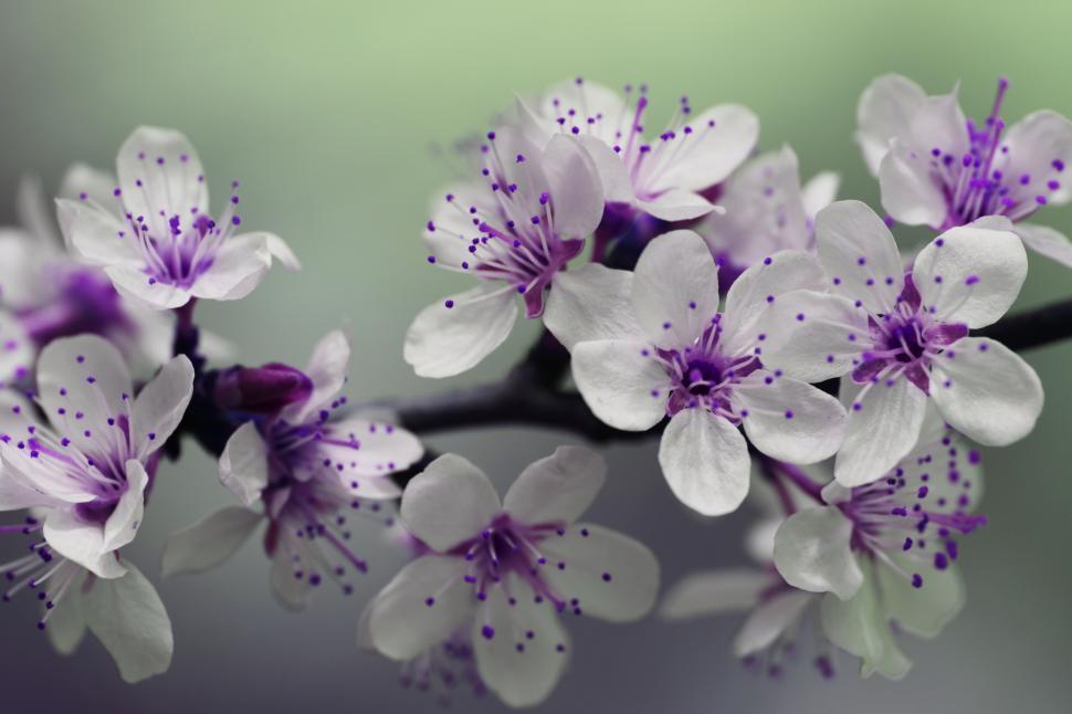 Free Image of Pretty Blossom Flowers  