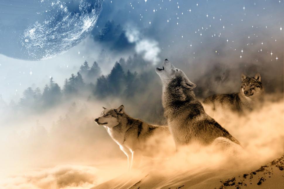 Free Image of Howling Wolves  