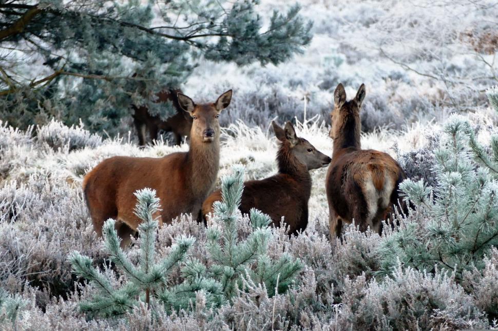 Free Image of Red Deer In Winter  
