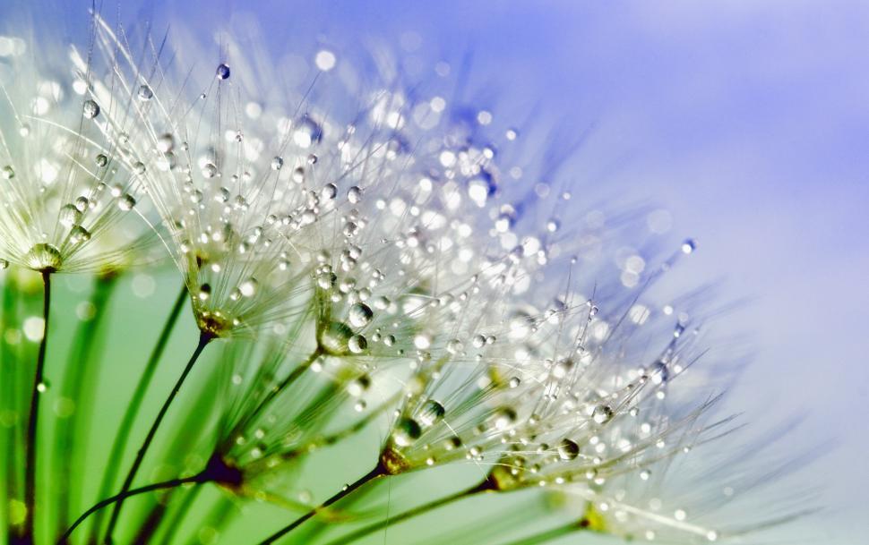 Free Image of Dandelion Dewdrops  