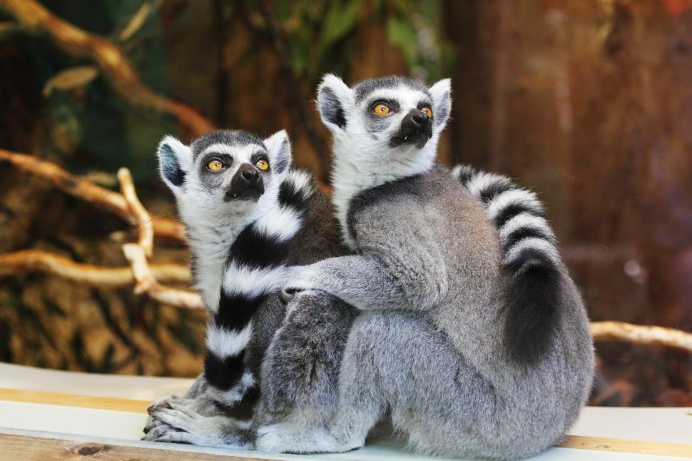 Free Image of Ring-tailed Lemurs  