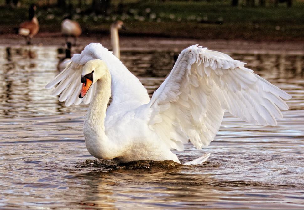 Free Image of Elegant Swan  